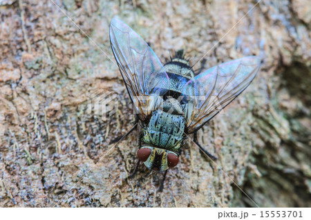 Blow fly, carrion fly Blow fly, carrion fly 15553701