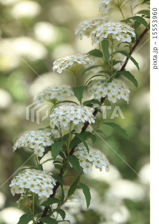 自然 植物 コデマリ 白い小さな花を集めた半球形の塊が枝にいっぱいつきますの写真素材