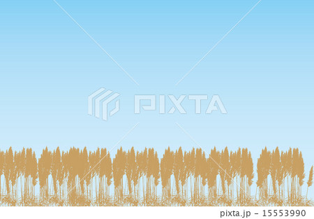 ススキ003 15553990