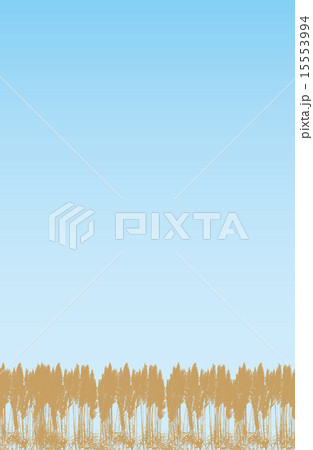 ススキ007 15553994