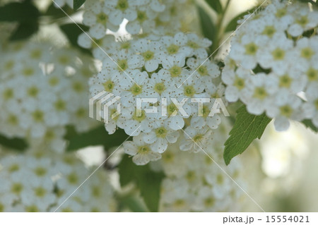 自然 植物 コデマリ 名前も花も オオデマリ に似ていますがあちらはスイカズラ科でこちらはバラ科ですの写真素材