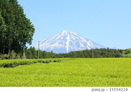 静岡茶 15554219