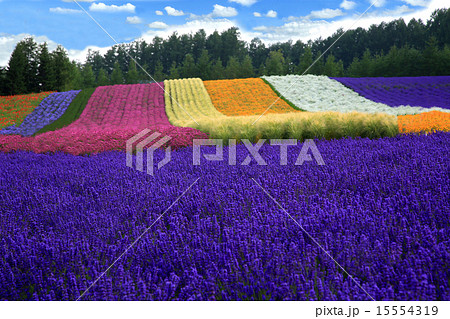 北海道 ファーム富田 北海道 ファーム富田 15554319