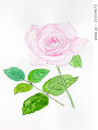 バラの花 手描きイラスト のイラスト素材