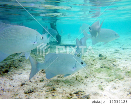 モルディブの魚 15555123