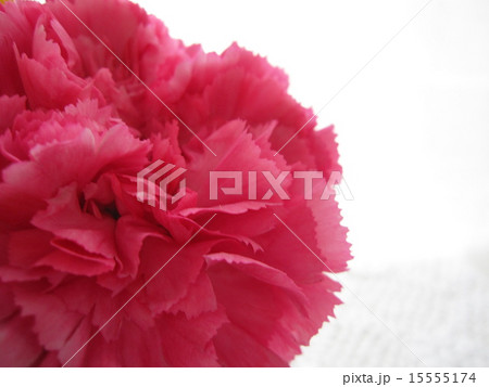 カーネーション カーネーション 15555174