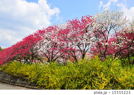 花桃の里 花桃の里 15555223