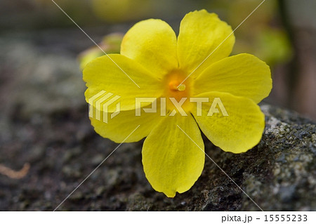 ウンナンオウバイ ウンナンオウバイ 15555233