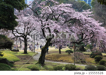小石川後楽園の桜 15555526