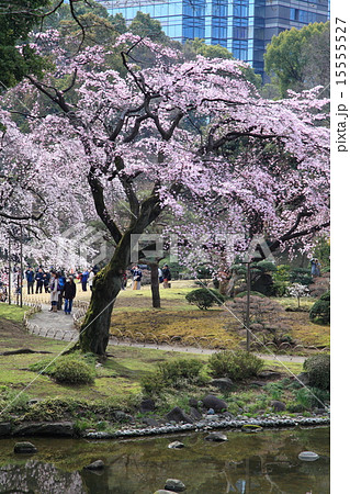 小石川後楽園の桜 15555527