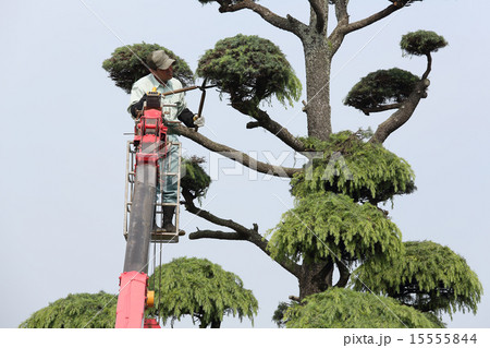 剪定 剪定 15555844