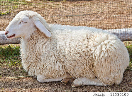 眠る羊様 Sleepy sheep in a farmの写真素材 [15556109] - PIXTA