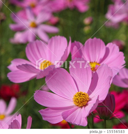 Pink cosmos flowers Pink cosmos flowers 15556583