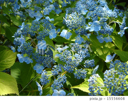 がくあじさいの花 15556608