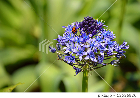 オオツルボ(シラー・ペルビアナ) オオツルボ(シラー・ペルビアナ) 15556926