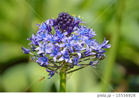 オオツルボ(シラー・ペルビアナ) オオツルボ(シラー・ペルビアナ) 15556928