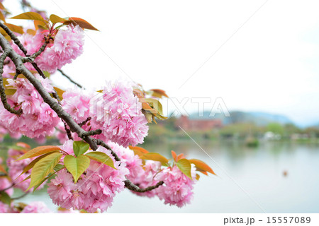 蓮華寺池公園 蓮華寺池公園 15557089