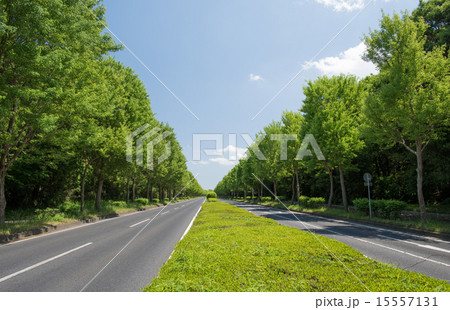 道路 15557131