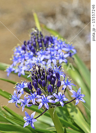 オオツルボ（シラー・ペルビアナ） 15557246