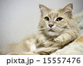 猫　メインクーン 15557476