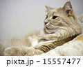 猫　メインクーン 15557477