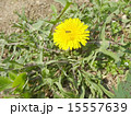 たんぽぽとアリ 15557639