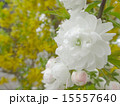 桜 15557640
