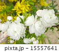 桜 15557641