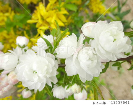 桜 15557641