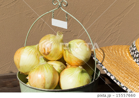 初夏のたより 淡路島の新玉ねぎ 初夏のたより 淡路島の新玉ねぎ 15557660
