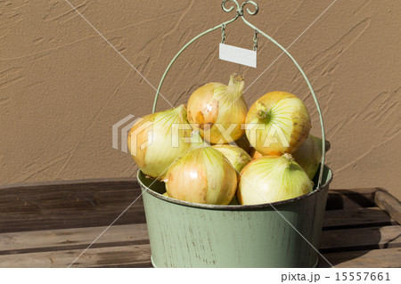 初夏のたより　淡路島の新玉ねぎ 15557661