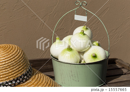 初夏のたより　淡路島の新玉ねぎ 15557665