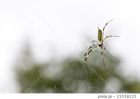 ジョロウグモ 15558215