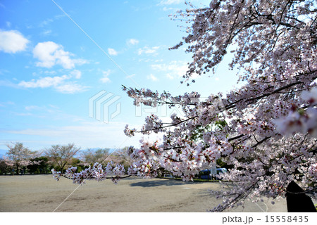 愛鷹広域公園の桜 15558435