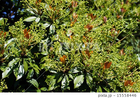 タブノキ 15558446