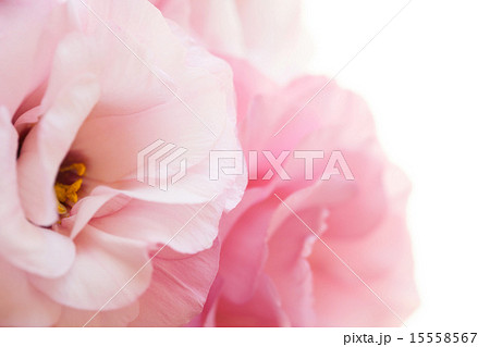 Romantic pink eustoma background Romantic pink eustoma background 15558567
