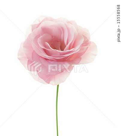 Minimalistic pink eustoma isolated on white 15558568