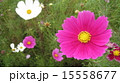 コスモス 15558677