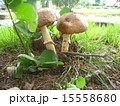 きのこ 15558680