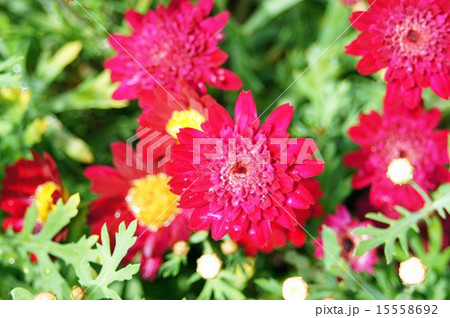 マーガレット マーガレット 15558692