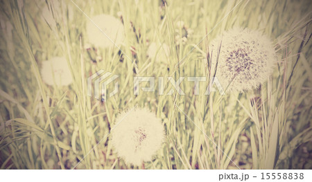 Dandelion on a meadow. Dandelion on a meadow. 15558838