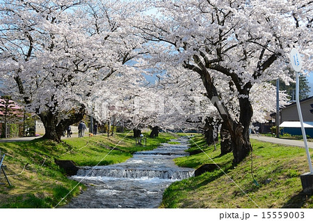 櫻花繚乱　観音寺川桜並木 15559003
