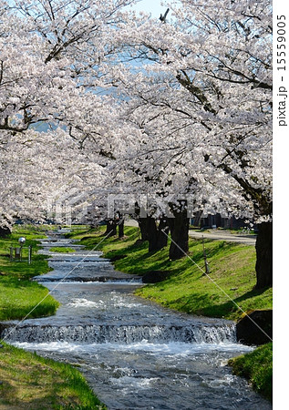 櫻花繚乱　観音寺川桜並木 15559005