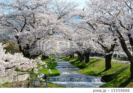 櫻花繚乱　観音寺川桜並木 15559006