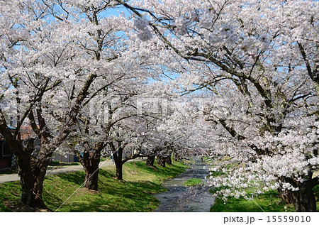 櫻花繚乱　観音寺川桜並木 15559010