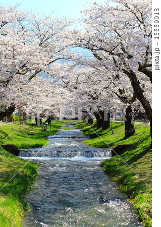 櫻花繚乱 観音寺川桜並木 櫻花繚乱 観音寺川桜並木 15559013