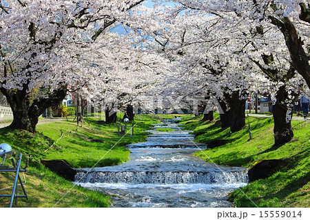 櫻花繚乱　観音寺川桜並木 15559014