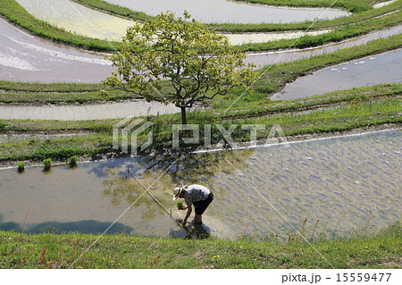 田植え 15559477