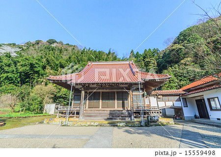 春の早朝の西本寺の本堂 15559498