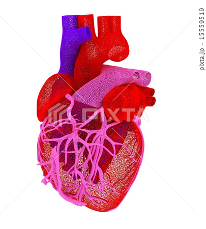 Human heart Human heart 15559519